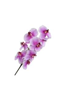 PHALAENOPSIS STEM WHT/FCH RT 78 cm