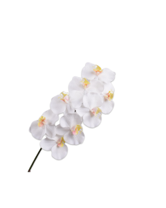 PHALAENOPSIS STEM WHITE RT 78 cm