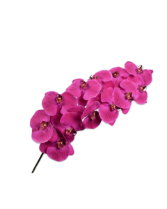 PHALAENOPSIS STEM PINK RT 106 cm