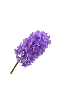 Hyacinyh Stem Lavender 73cm